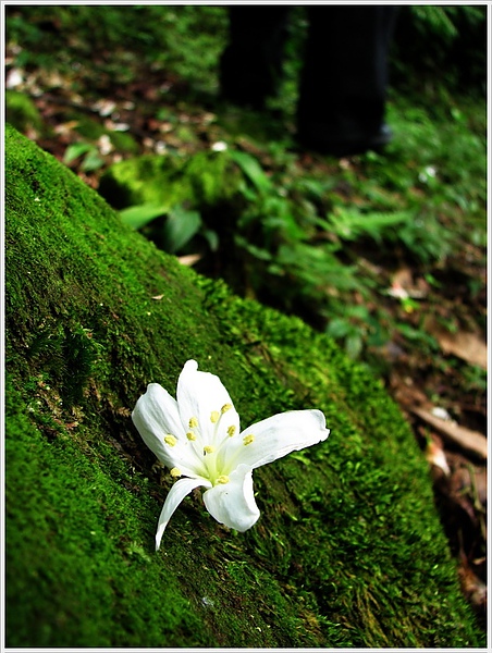 汐止秀峰瀑布桐花05.jpg