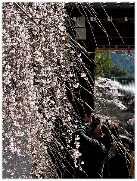日本京都賞櫻002.jpg 日本京都賞櫻002.jpg