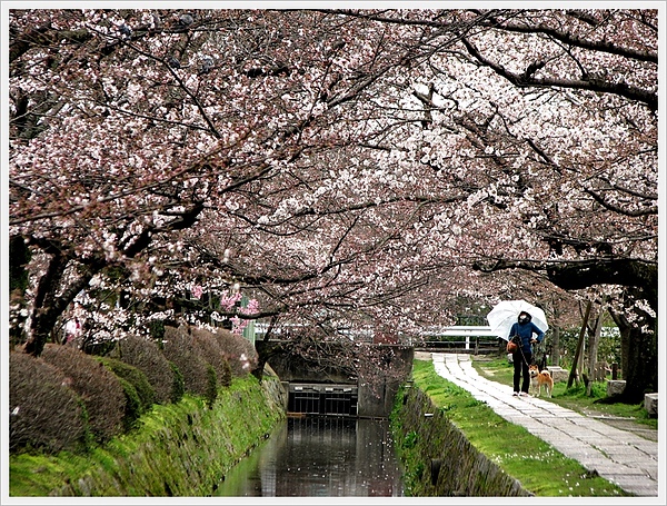 日本京都賞櫻031.jpg 日本京都賞櫻031.jpg