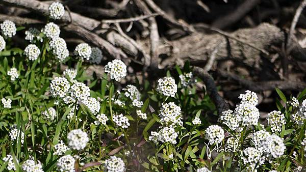 17-Mile Drive, California (1)