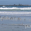 17-Mile Drive, California (9)