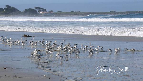 17-Mile Drive, California (11)