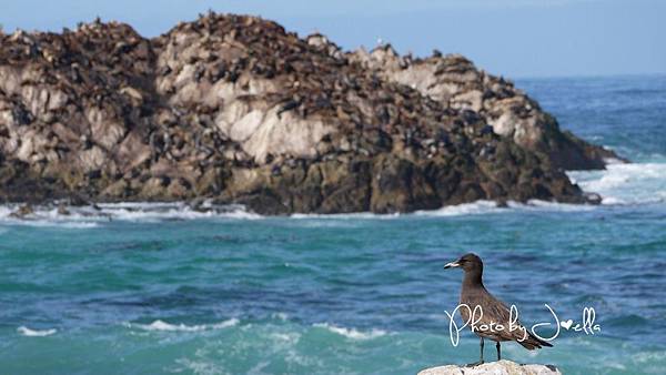 17-Mile Drive, California (17)