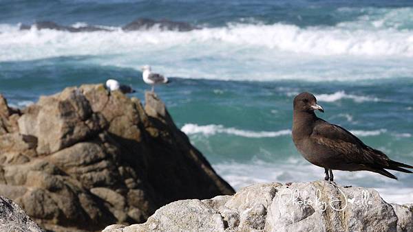 17-Mile Drive, California (19)