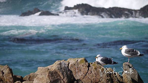 17-Mile Drive, California (20)