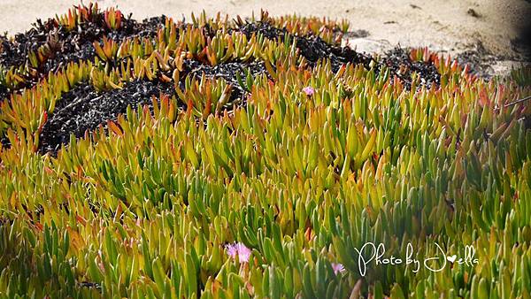 17-Mile Drive, California (32)