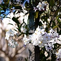 Getty Center (22)