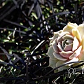 Getty Center (29)