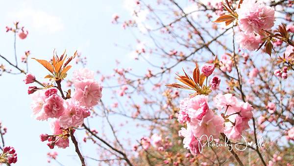 京都御苑 (2)