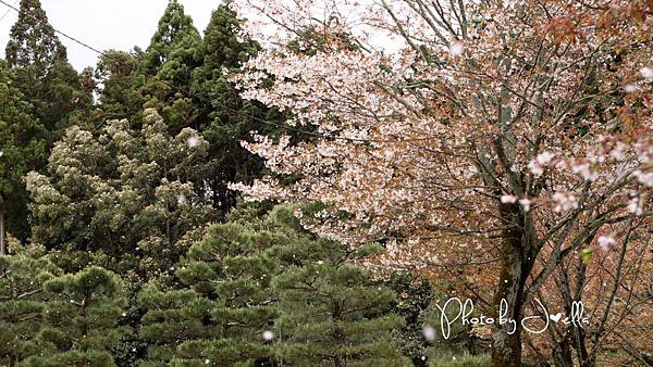 nEO_IMG_醍醐寺 (20)