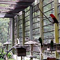 吉隆玻飛禽公園(KL Bird Park) (19).jpg