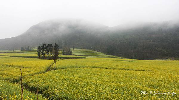 nEO_IMG_羅平油菜花 (2).jpg