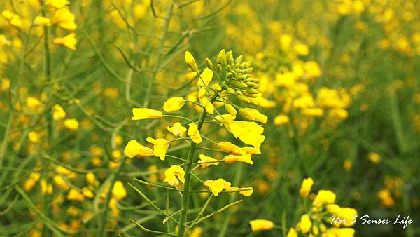 nEO_IMG_羅平油菜花 (3).jpg