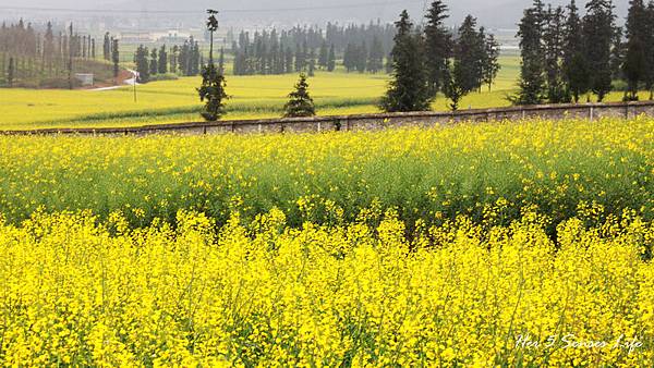 nEO_IMG_羅平油菜花 (5).jpg