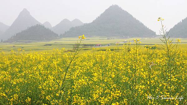 nEO_IMG_羅平油菜花_金雞峰 (2).jpg