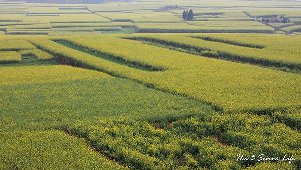 nEO_IMG_羅平油菜花_金雞峰 (4).jpg