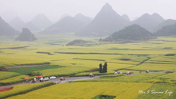 nEO_IMG_羅平油菜花_金雞峰 (6).jpg