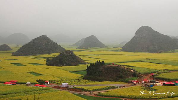 nEO_IMG_羅平油菜花_金雞峰 (9).jpg