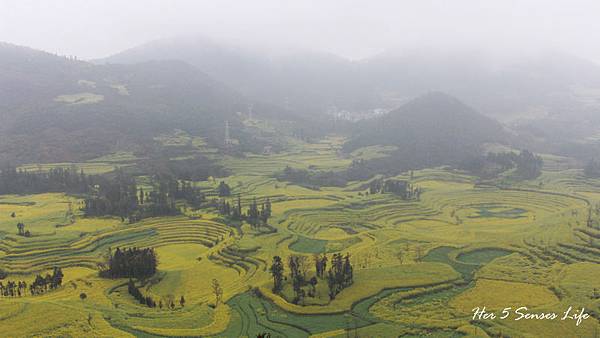 nEO_IMG_羅平油菜花_螺絲田 (1).jpg