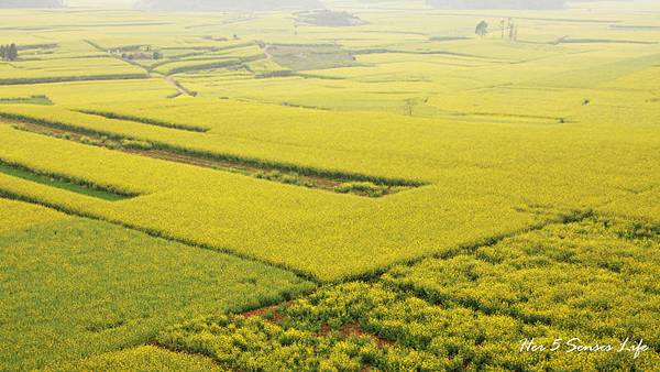 nEO_IMG_羅平油菜花_金雞峰 (8).jpg