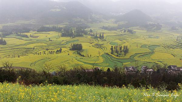 nEO_IMG_羅平油菜花_螺絲田 (4).jpg