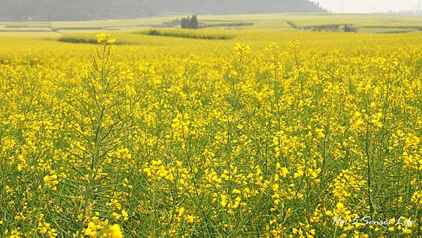 nEO_IMG_羅平油菜花_金雞峰 (10).jpg