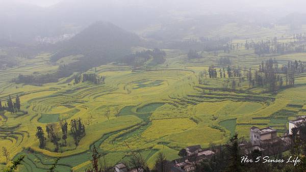 nEO_IMG_羅平油菜花_螺絲田 (3).jpg