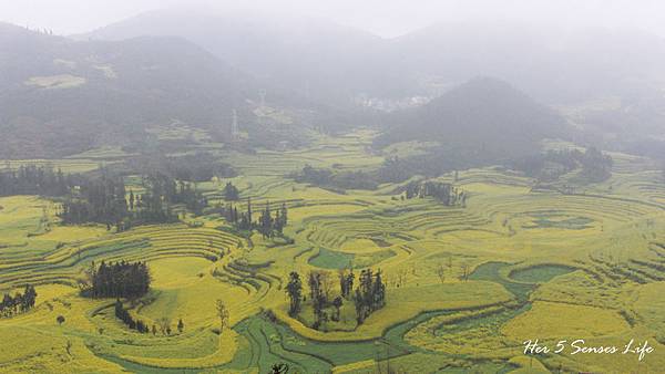 nEO_IMG_羅平油菜花_螺絲田 (8).jpg