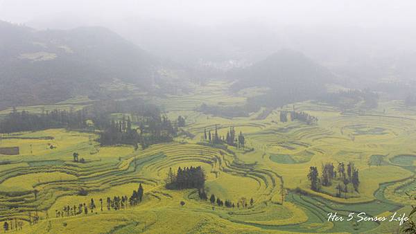 nEO_IMG_羅平油菜花_螺絲田 (13).jpg