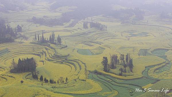 nEO_IMG_羅平油菜花_螺絲田 (14).jpg