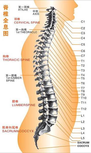 脊椎全息圖.jpg