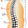 脊椎全息圖.jpg