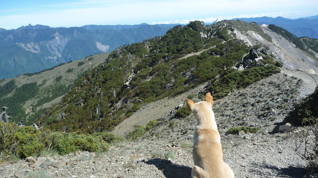 小白爬上長陡坡後遙望著山巒背景照