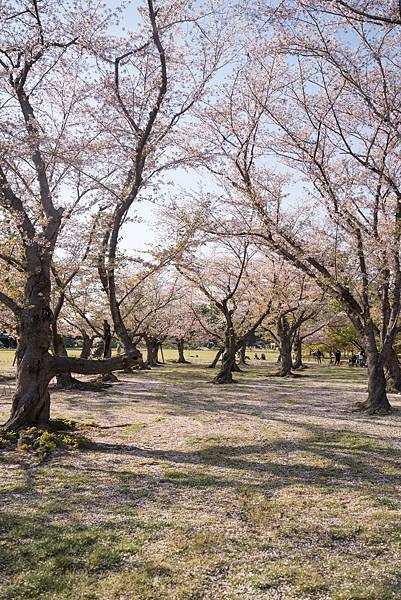 【日本】廣島.岡山.倉敷.尾道.岩國錦帶橋.宮島.宮浜温泉9 【日本】廣島.岡山.倉敷.尾道.岩國錦帶橋.宮島.宮浜温泉9