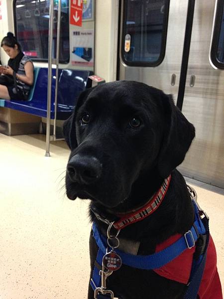 導盲犬-003