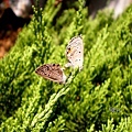 butterflies in luv
