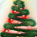 mold Xmas tree