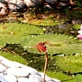 red dragonfly2