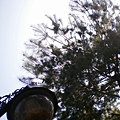 sky_lamp_conifer