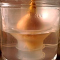 germinated tulip bulbs3