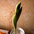 tulip1-1