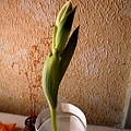 tulip3