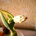 tulip_end