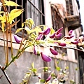 Wisteria2