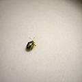 leaf beetle