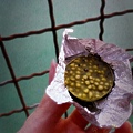 Hokkaido matcha chocolate-2