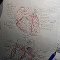 coronary circulation(colored)