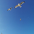 the seagulls in Briton-1