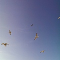 the seagulls in Briton-2