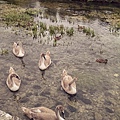 Cotswalds|young swans in the stream